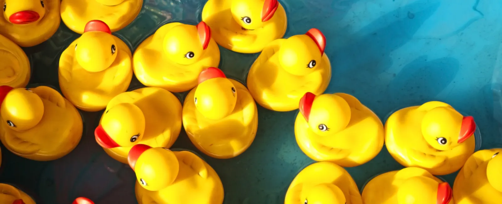 11th Annual Lucky Ducky Race for Pace