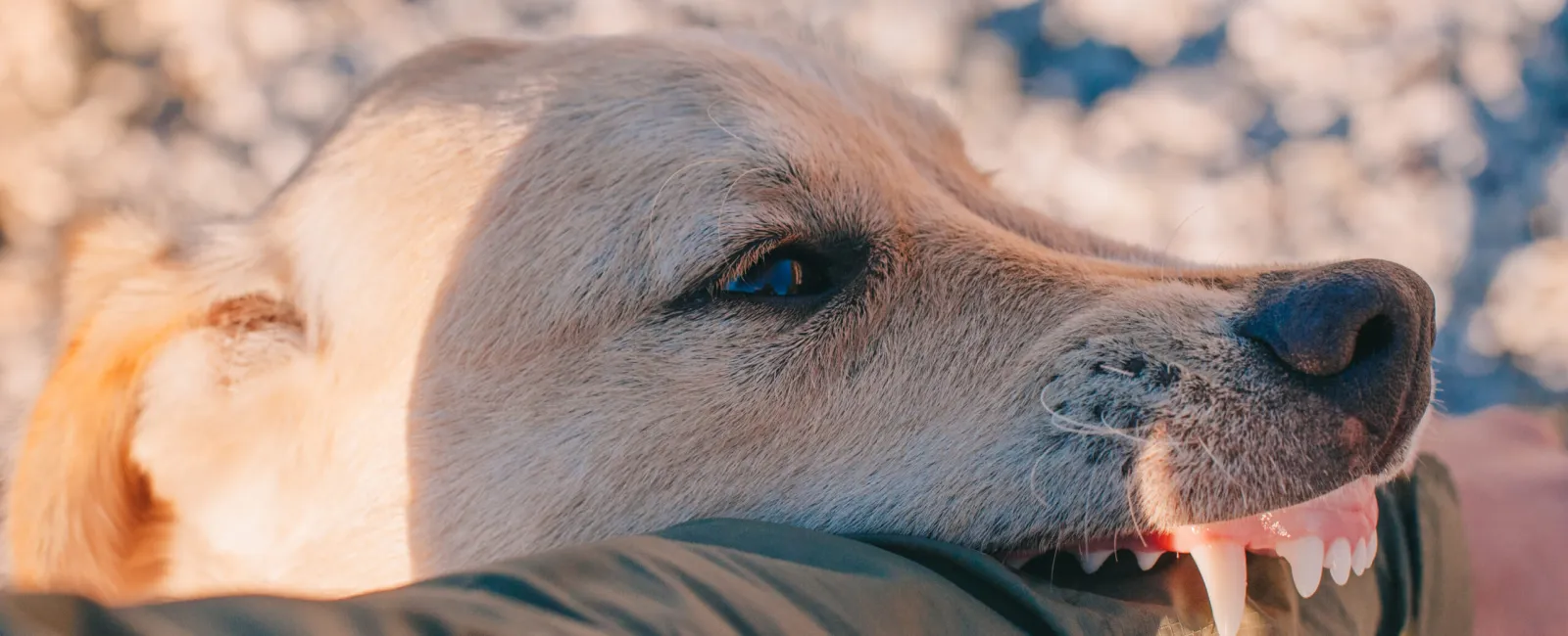 Dog Bite Laws in Florida: What Victims Need to Know