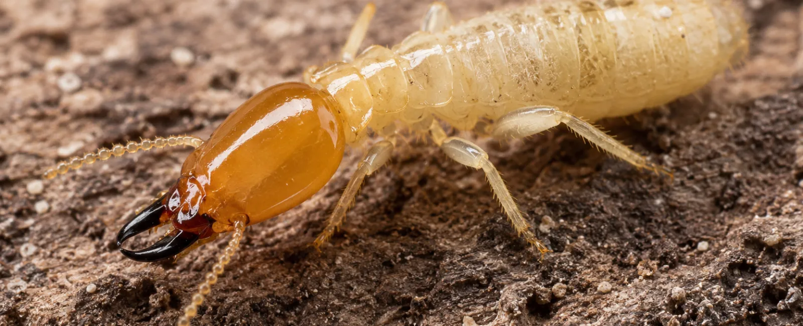 Close-up of a termite with translucent body and amber head on textured soil surface.