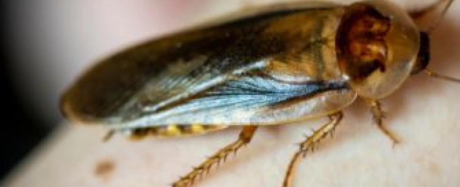 Close-up of a brown cockroach on pale skin showing detailed wings and legs