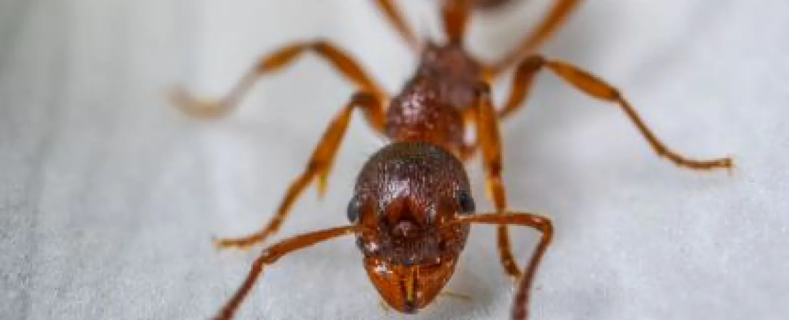 Close-up of a reddish-brown ant on a light textured surface showing its head and antennae in focus.