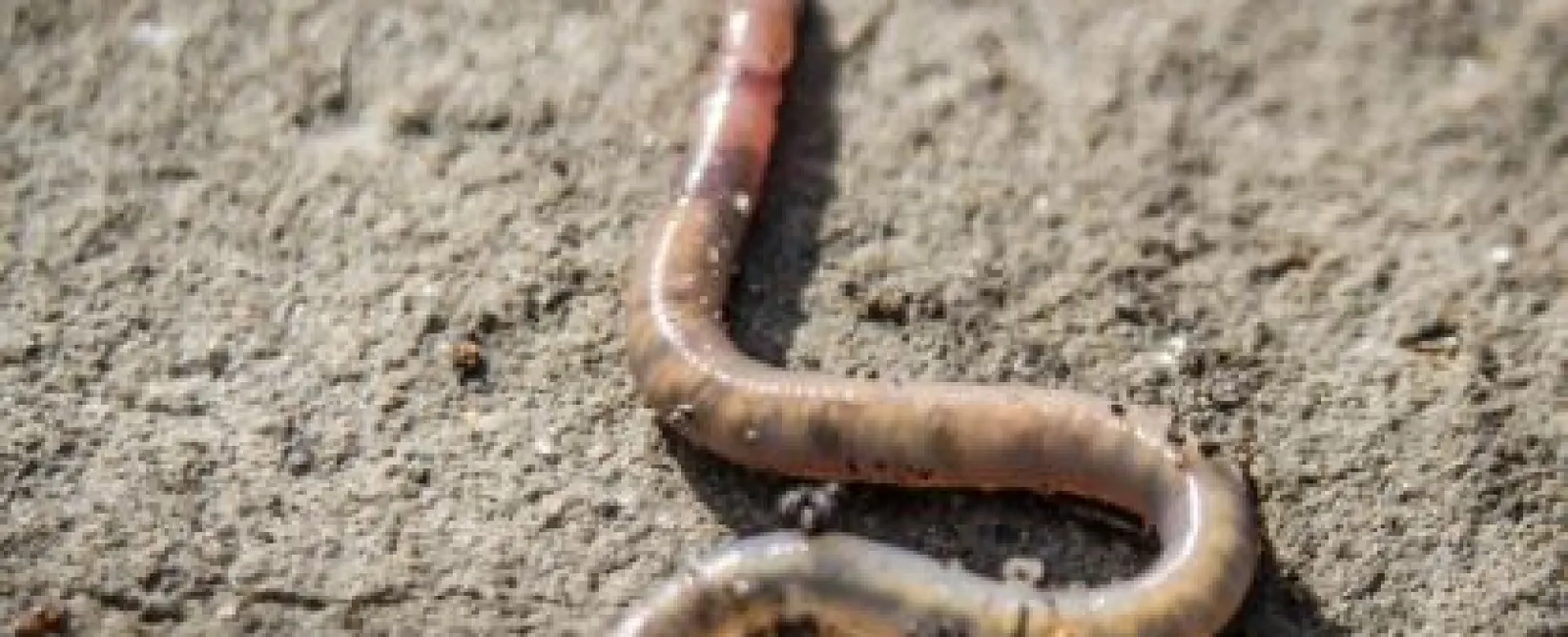 Close-up of a brown earthworm crawling on dry soil with visible segments and texture.