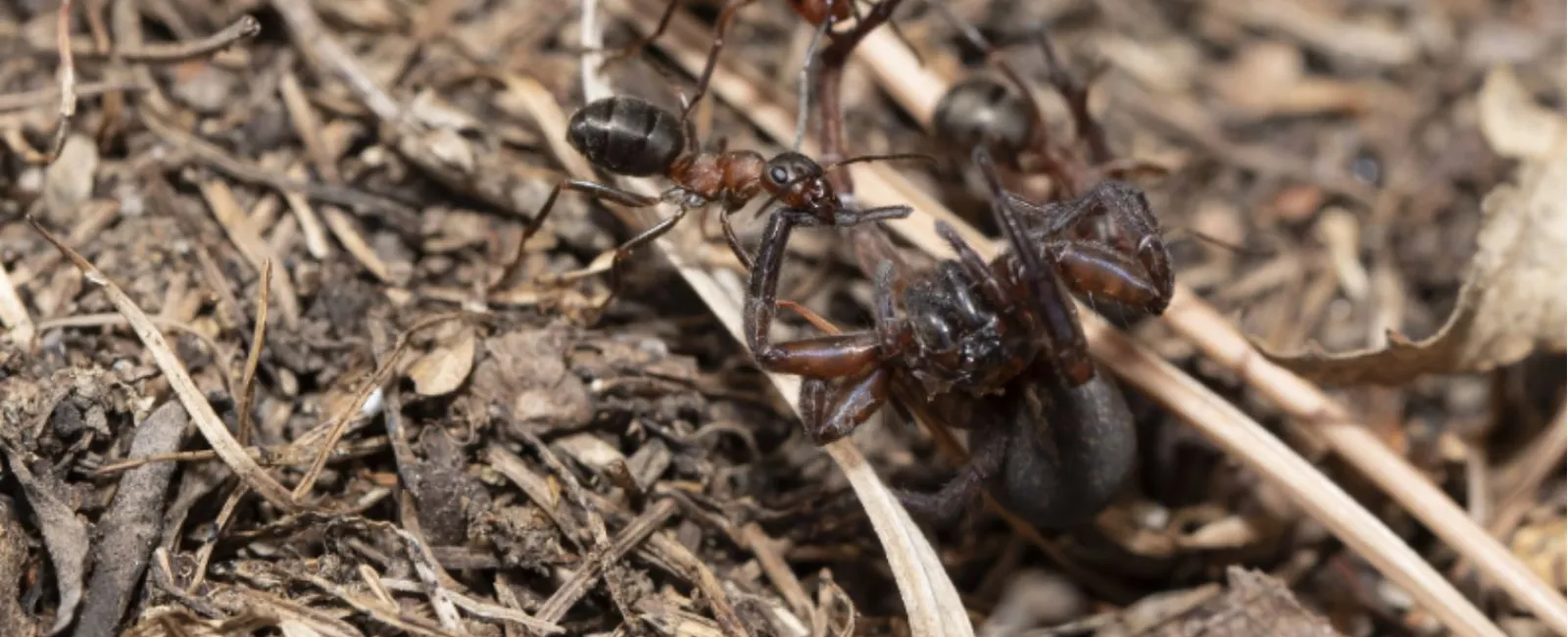 Several black ants carrying a larger dead insect over dry leaves and twigs on forest floor.