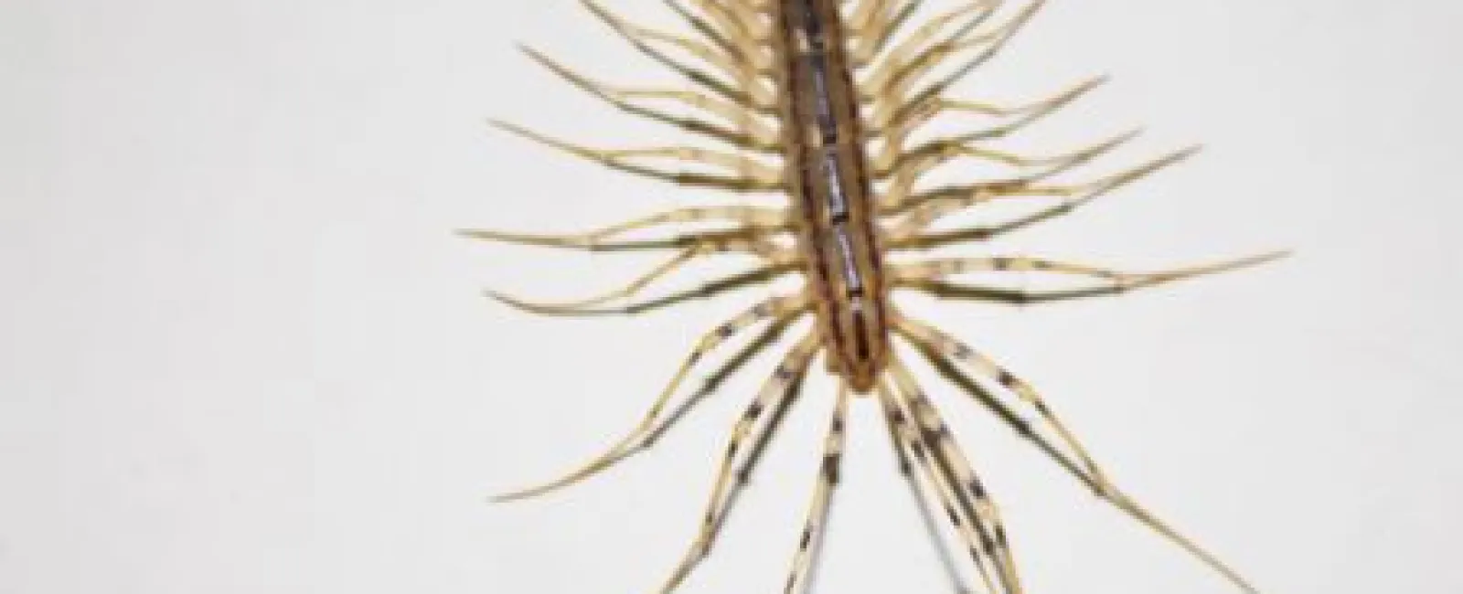 Close-up of a brown house centipede with long legs spread on a white background