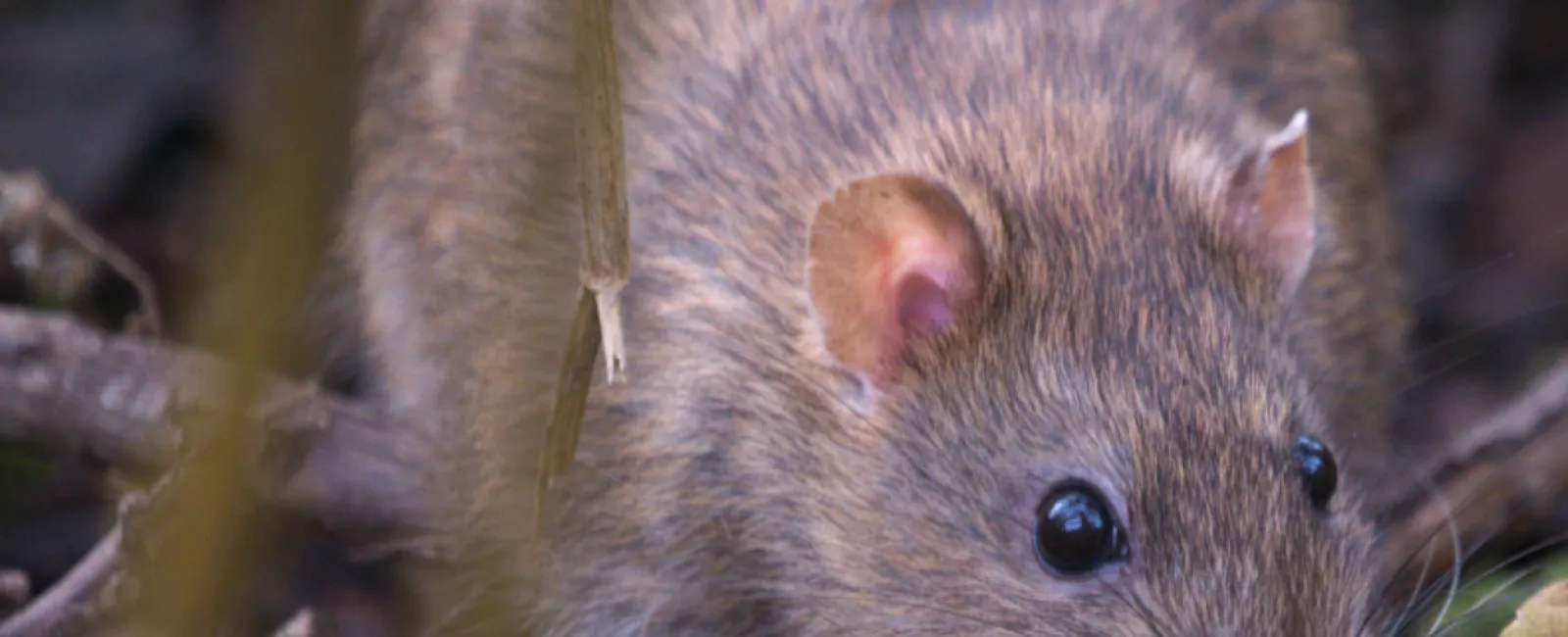 Close-up of a brown rat with black eyes among branches and leaves in a natural outdoor setting