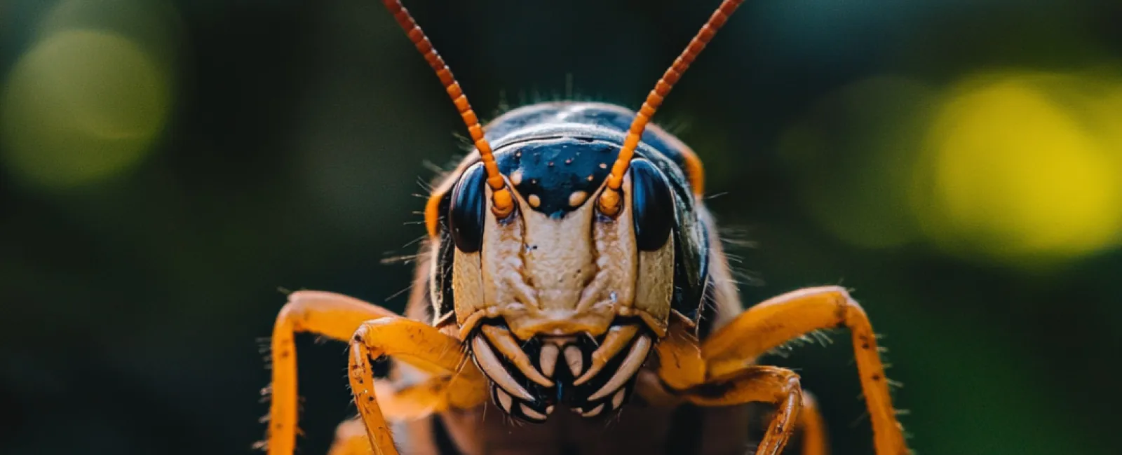 a close up of a bug