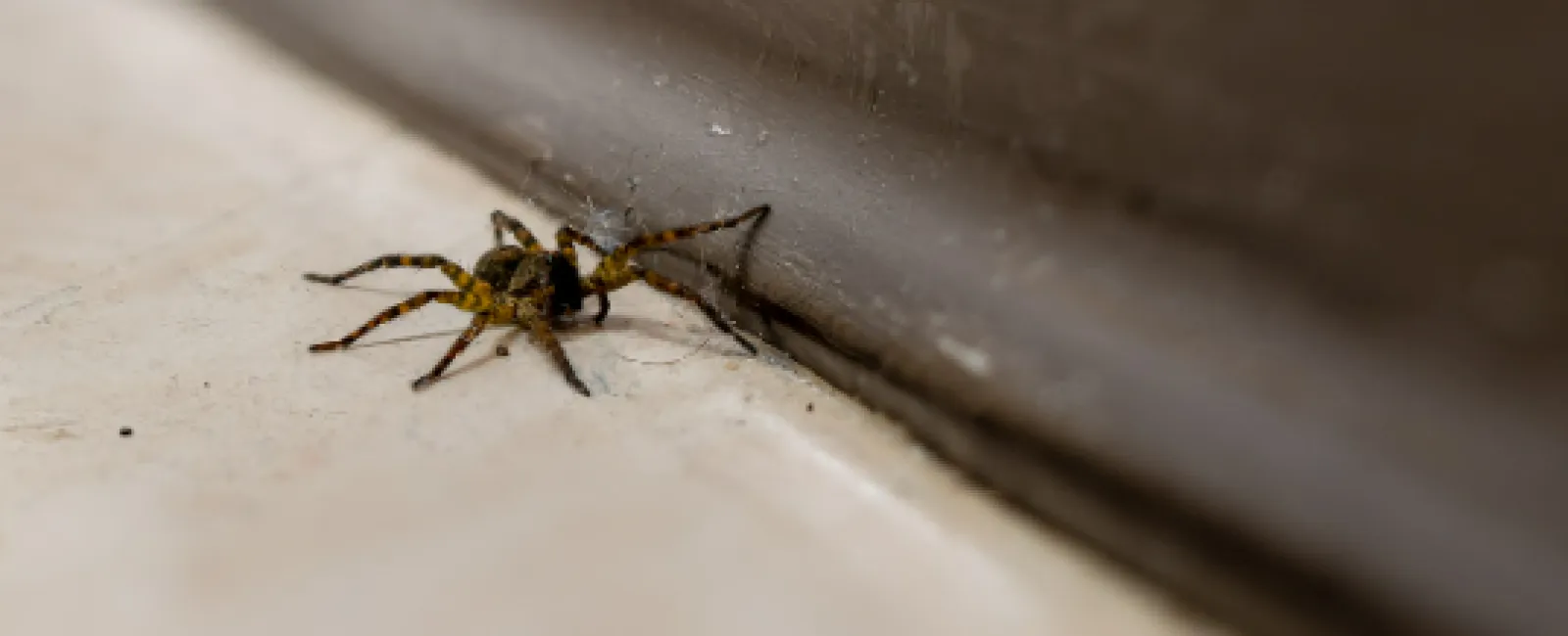 Close-up of a small spider on a floor corner near a brown wall baseboard in soft focus.