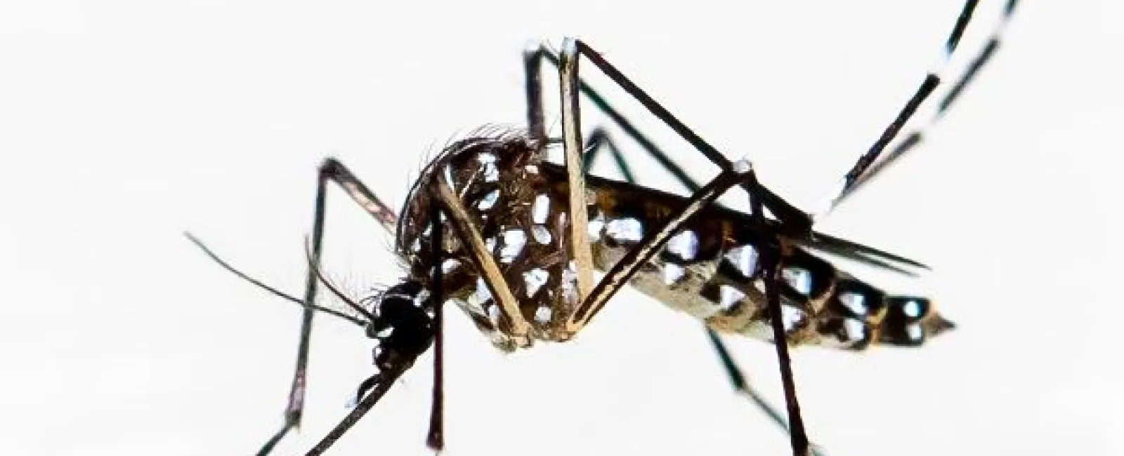 mosquito bite control treatment