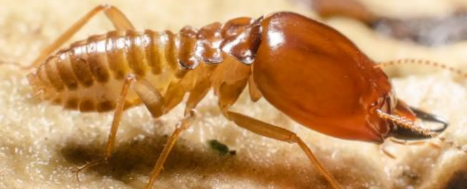 Close-up of a brown termite on a wooden surface showing detailed body segments and mandibles.