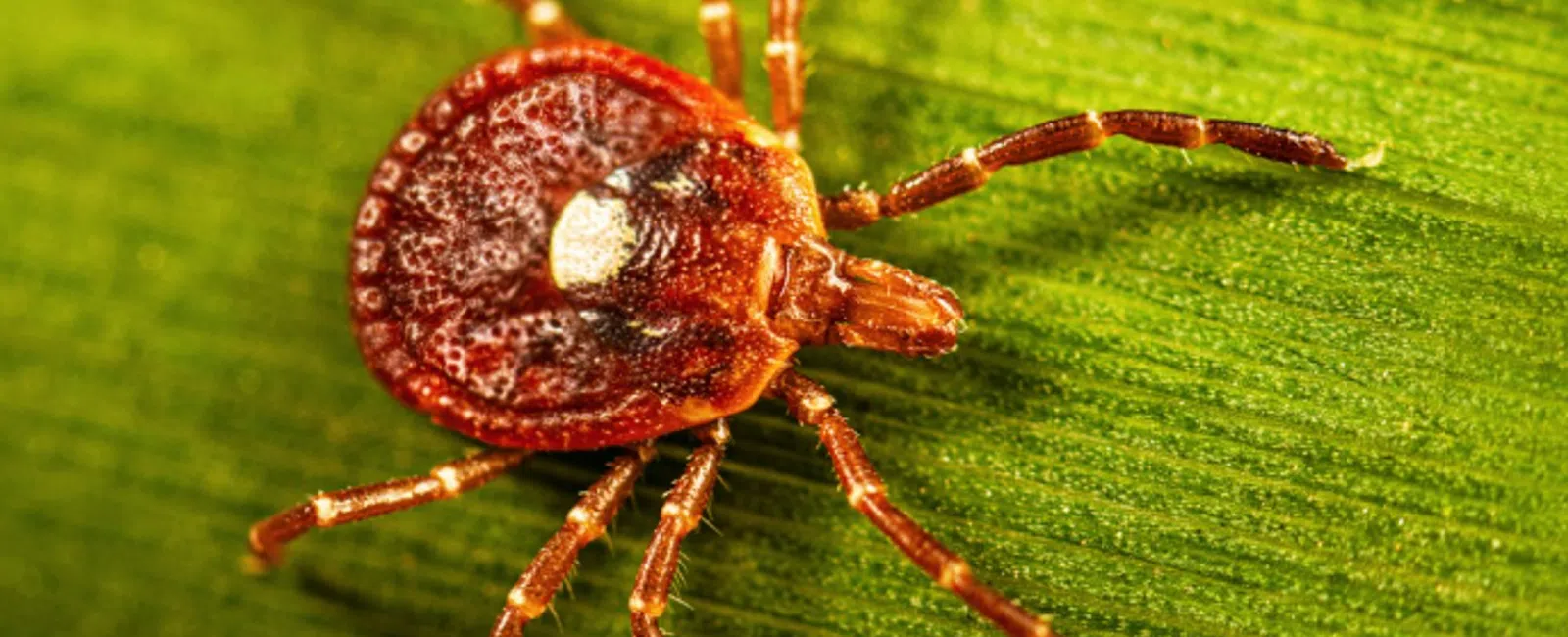 Close-up of a red tick on a green leaf showing detailed body and legs under natural light.