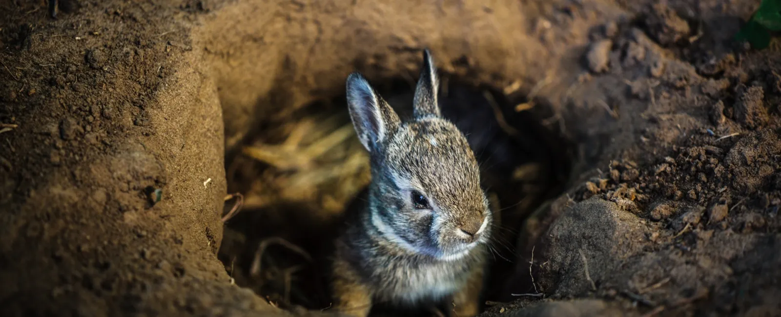 Better Benefits: Brokers and the Rabbit Hole of Fees