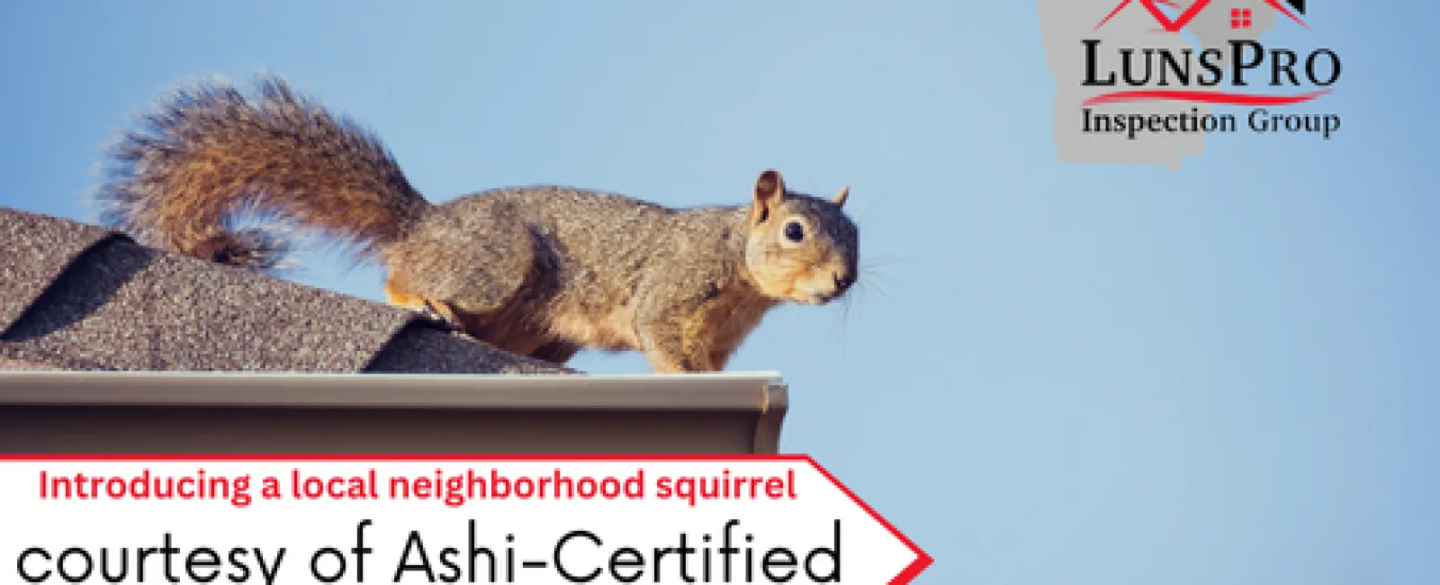 Introducing a local neighborhood squirrel courtesy of Ashi-Certified Inspector