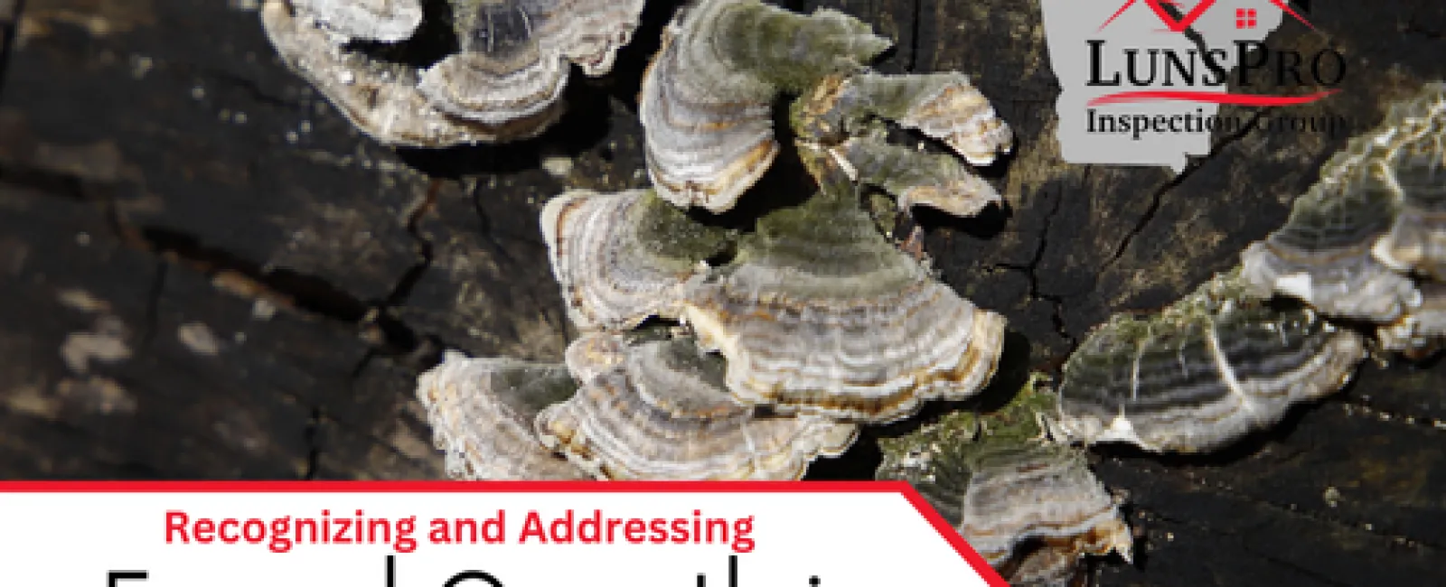 Recognizing and Addressing Fungal Growth in Your Home