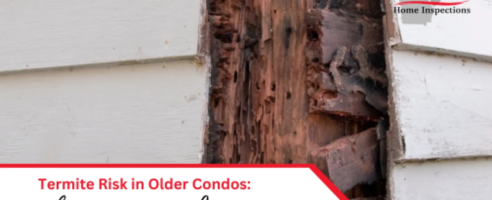 Termite Risk in Older Condos: What You Need to Know