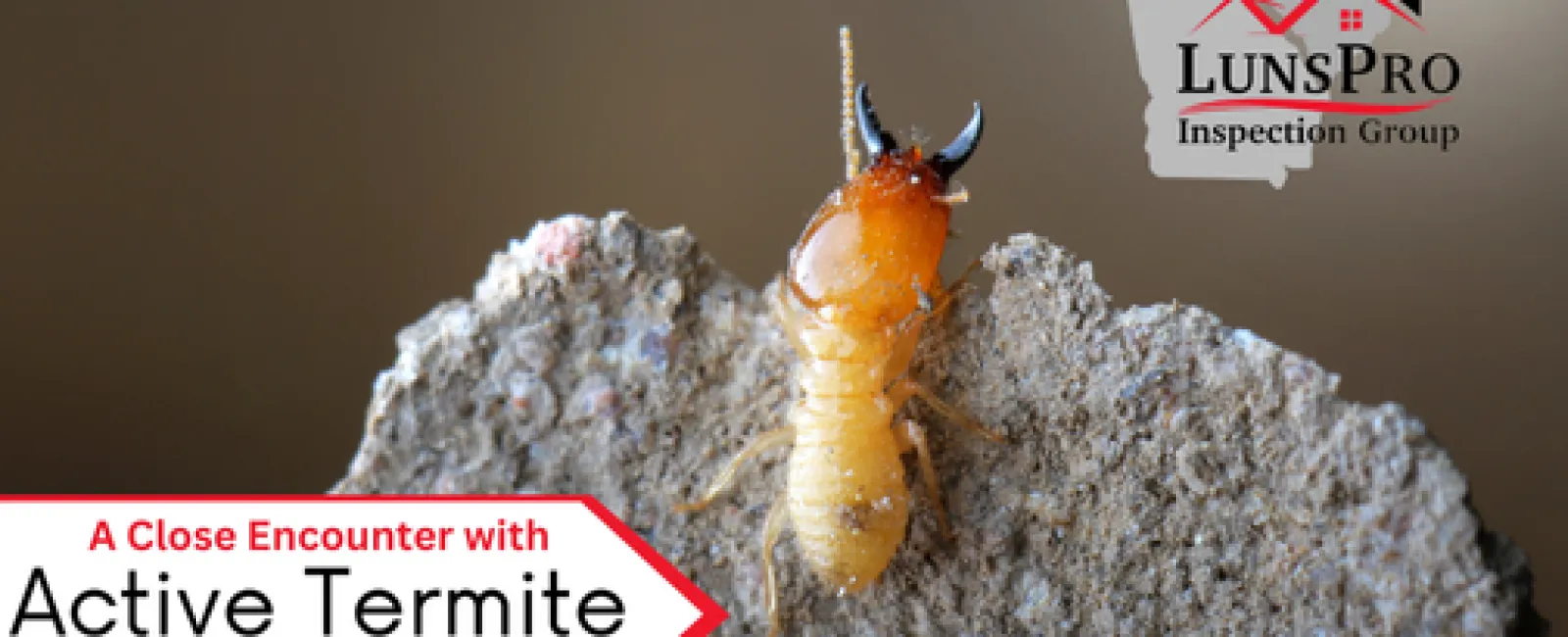 A Close Encounter with Active Termite Swarmers