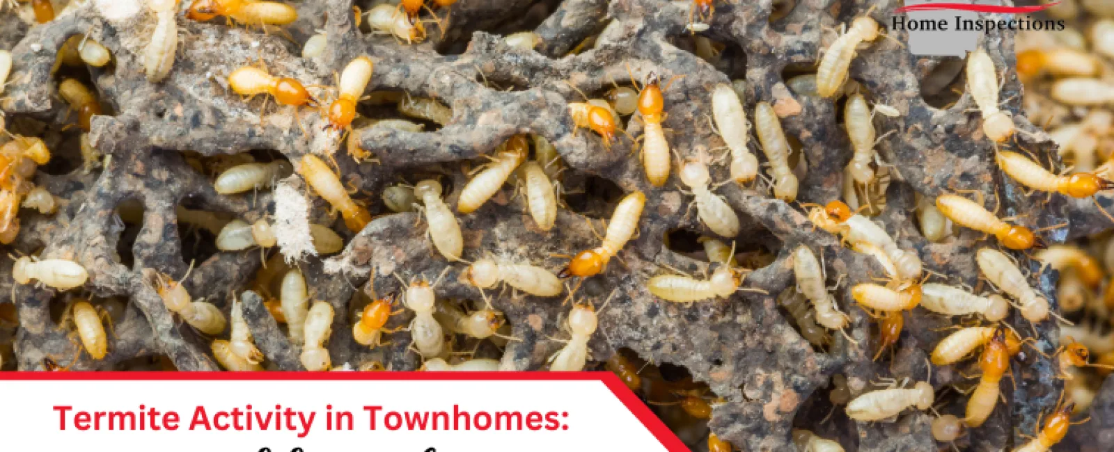 Termite Activity in Townhomes: A Hidden Threat