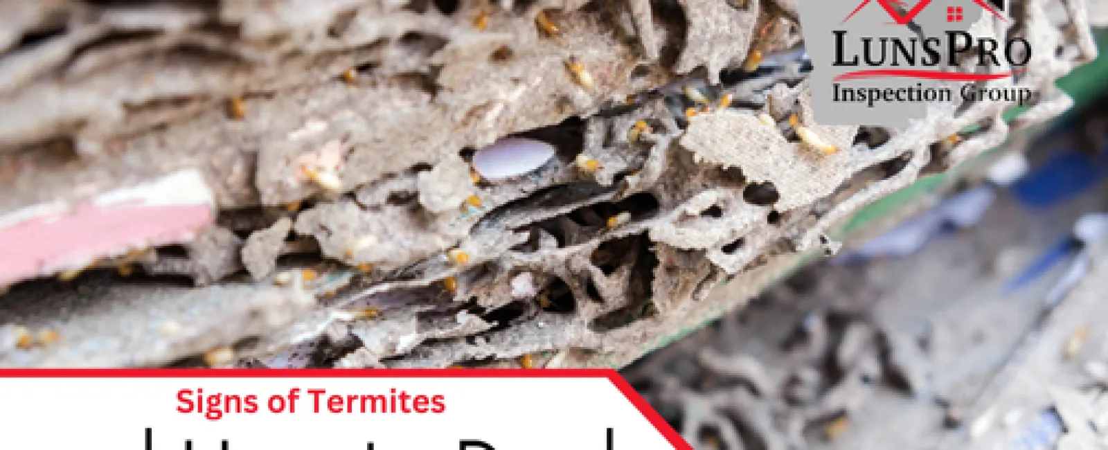 Signs of Termites and How to Deal with Them