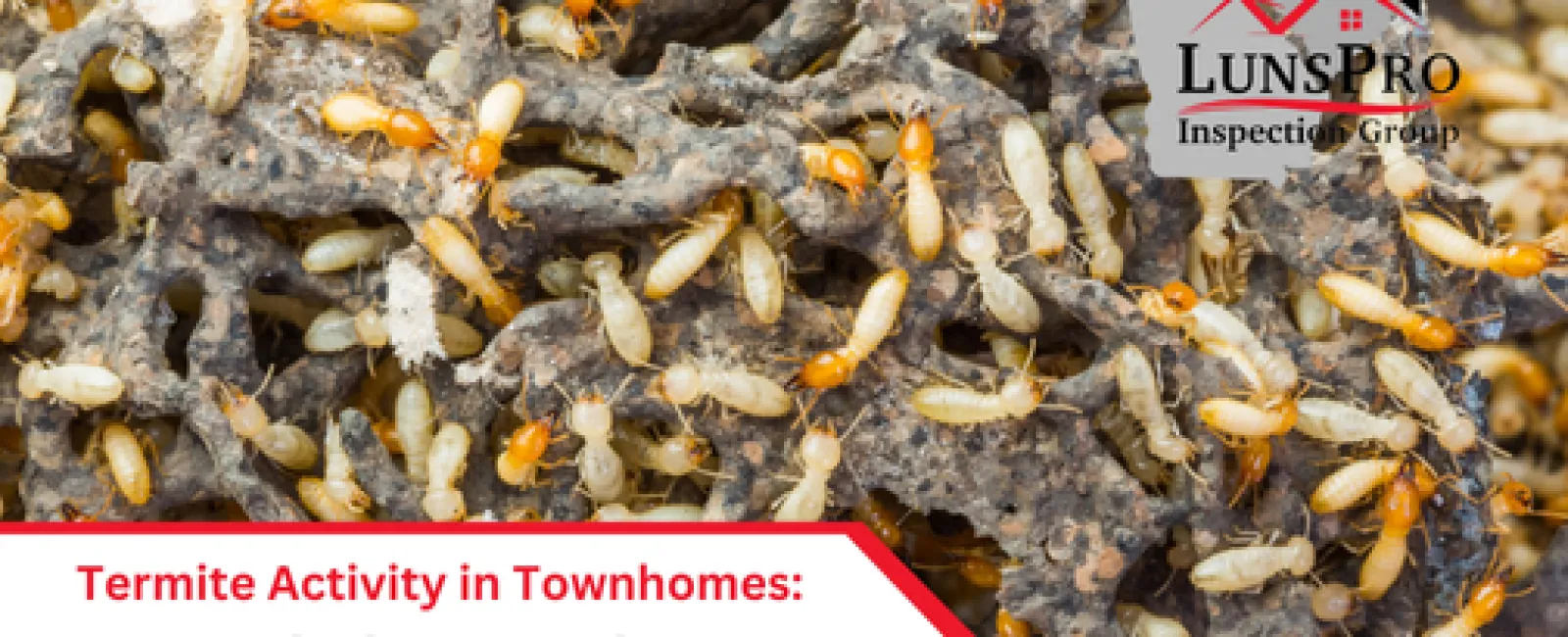 Termite Activity in Townhomes: A Hidden Threat