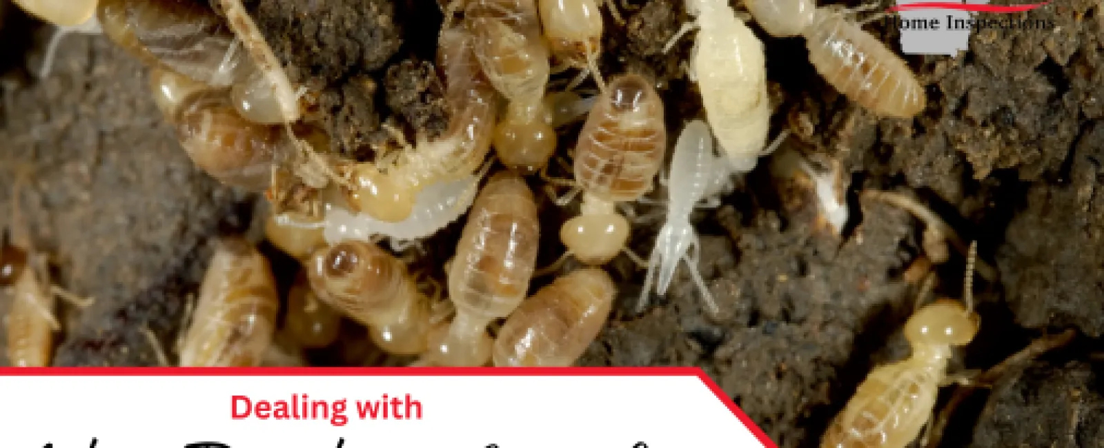 Dealing with Active Termites in Your Home