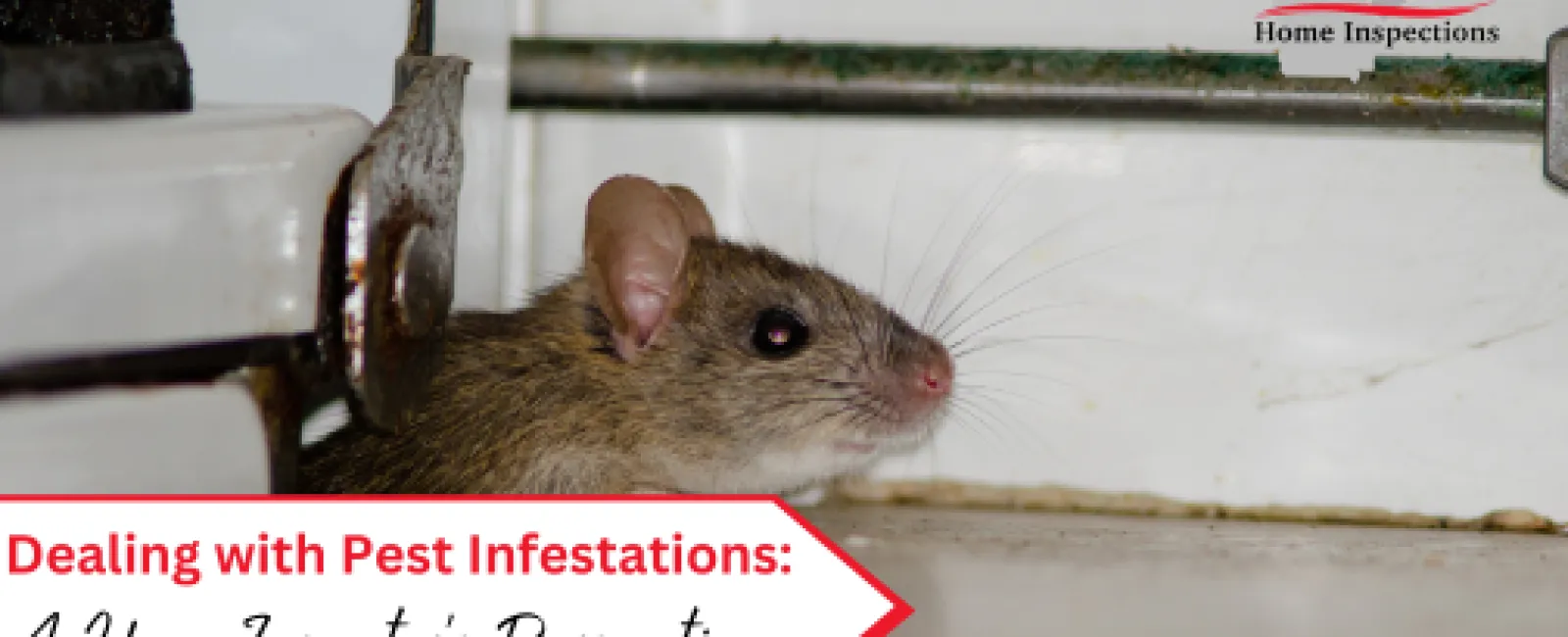 Dealing with Pest Infestations: A Home Inspector's Perspective.