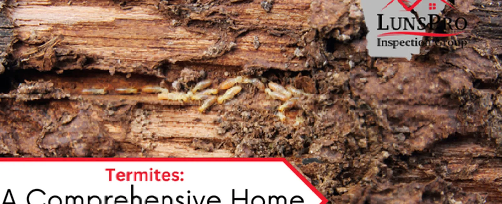 Termites: A Comprehensive Home Inspection Experience