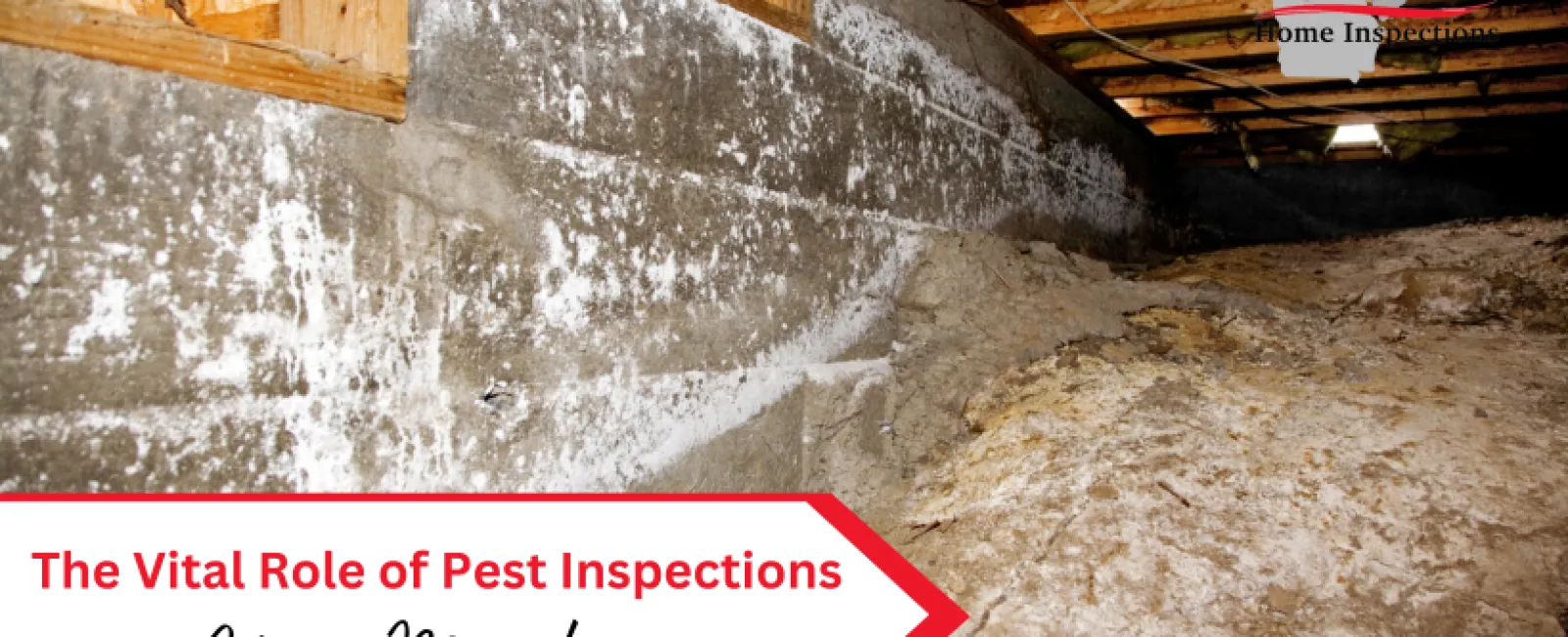 The Vital Role of Pest Inspections in Home Maintenance