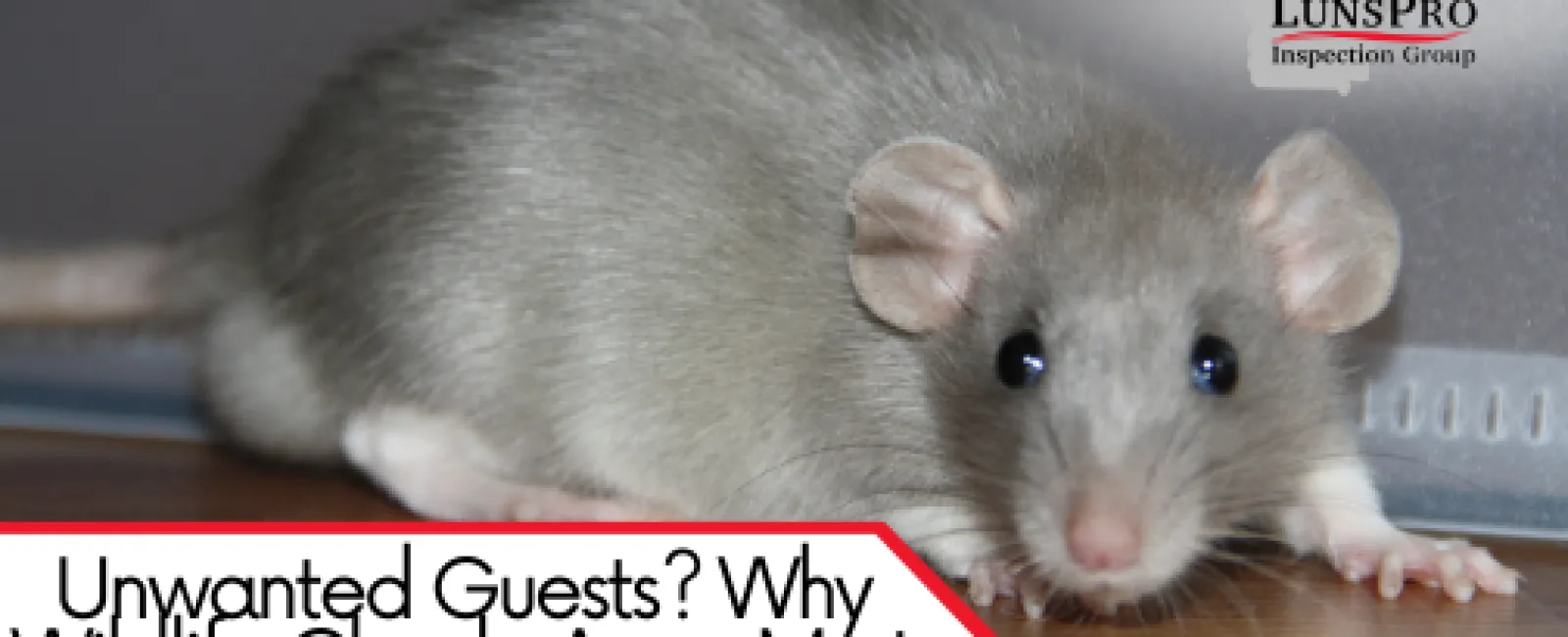 Unwanted Guests? Why Wildlife Checks Are a Must During Home Inspections