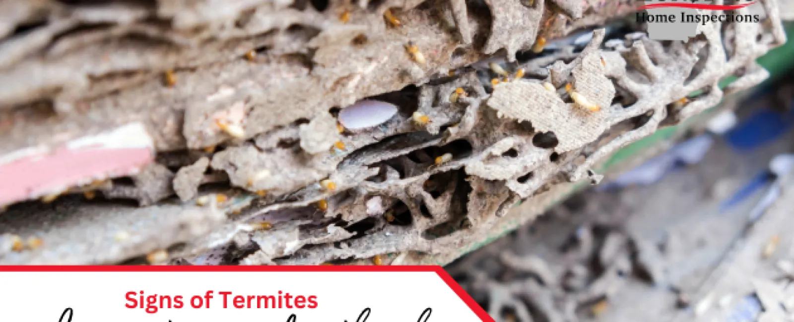 Signs of Termites and How to Deal with Them