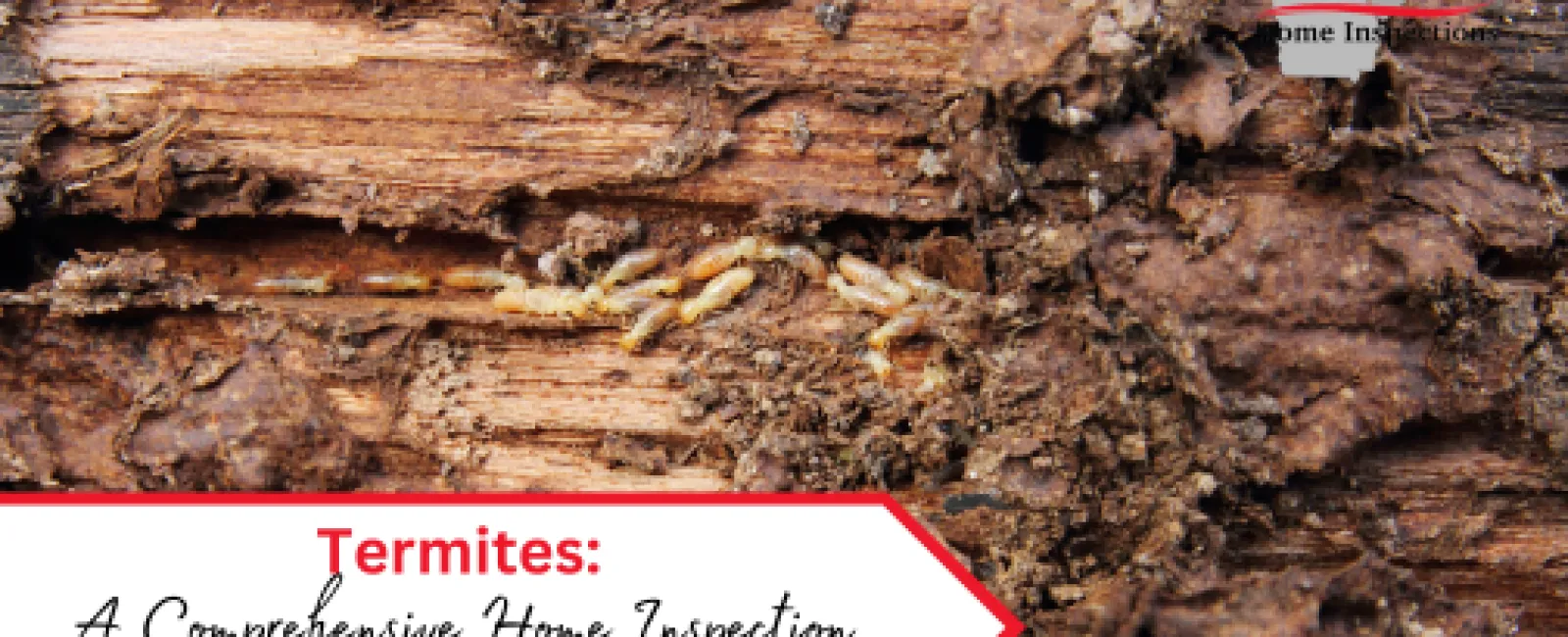 Termites A Comprehensive Home Inspection Experience