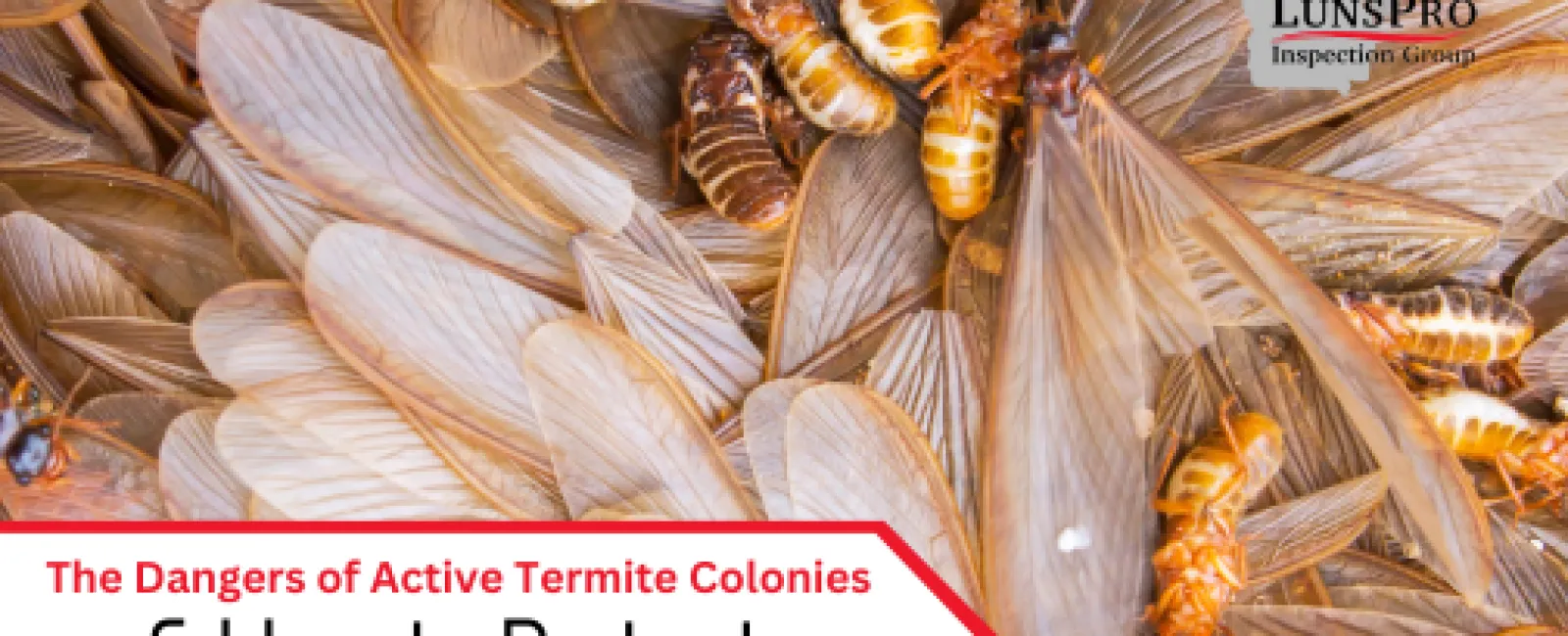 The Dangers of Active Termite Colonies & How to Protect Your Home