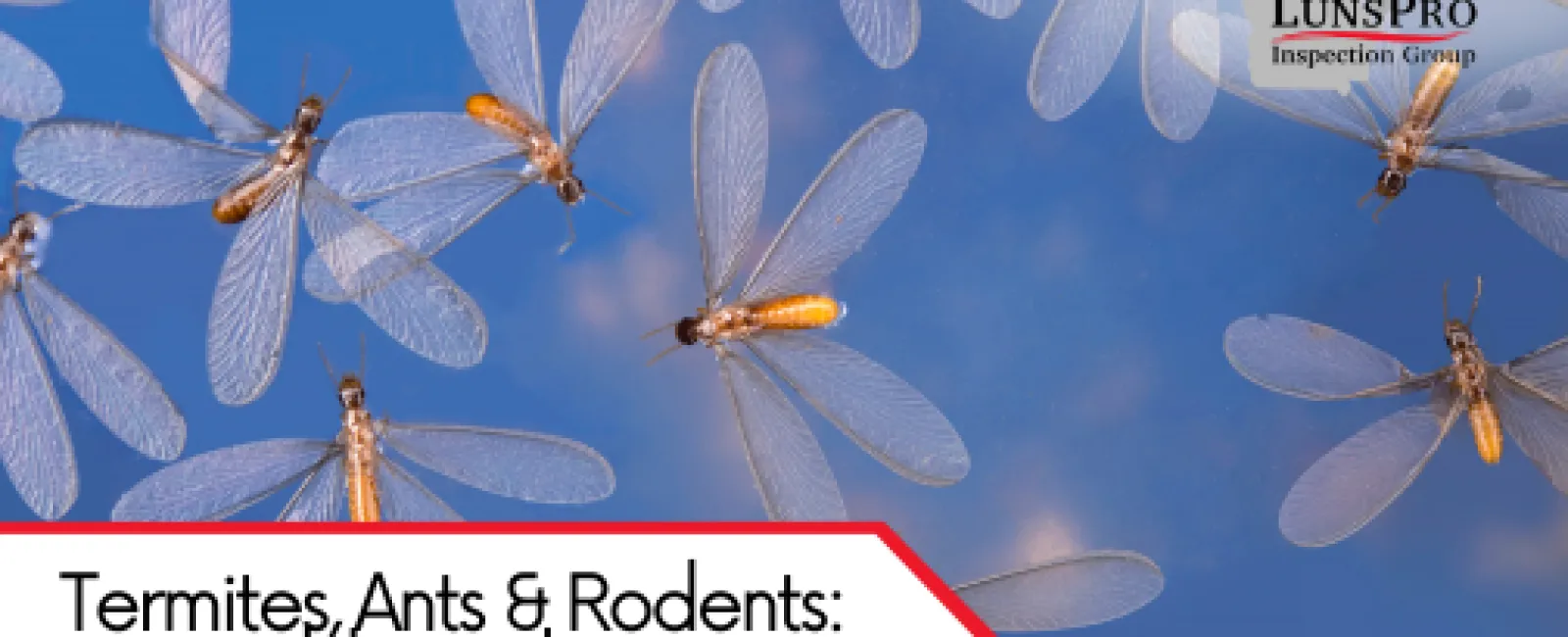 Termites, Ants & Rodents: Pest Problems That Home Inspections Uncover