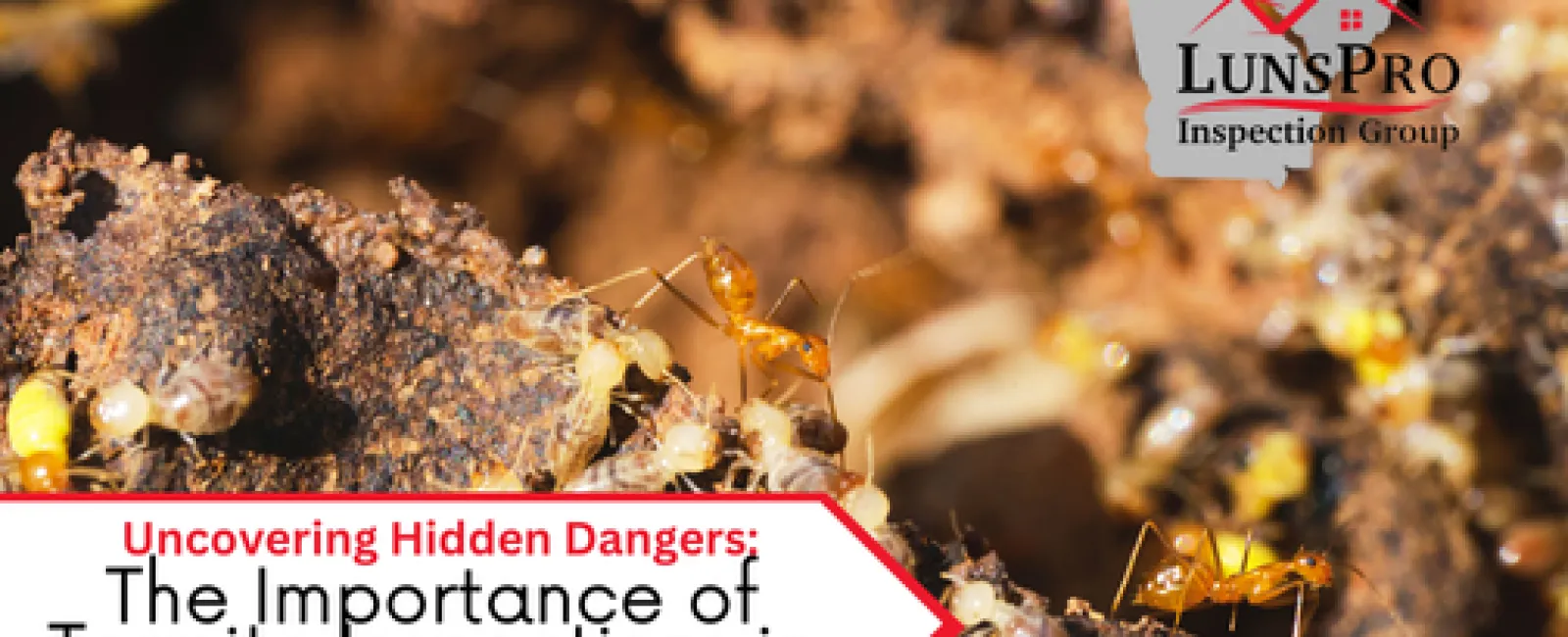 Uncovering Hidden Dangers: The Importance of Termite Inspections in Home Maintenance