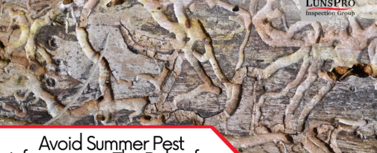 Avoid Summer Pest Infestations – The Role of a WDO Inspection