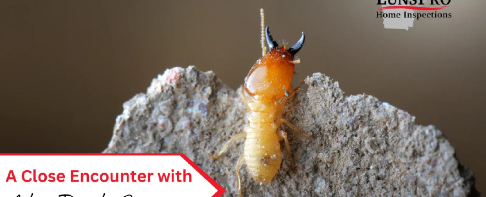 A Close Encounter with Active Termite Swarmers