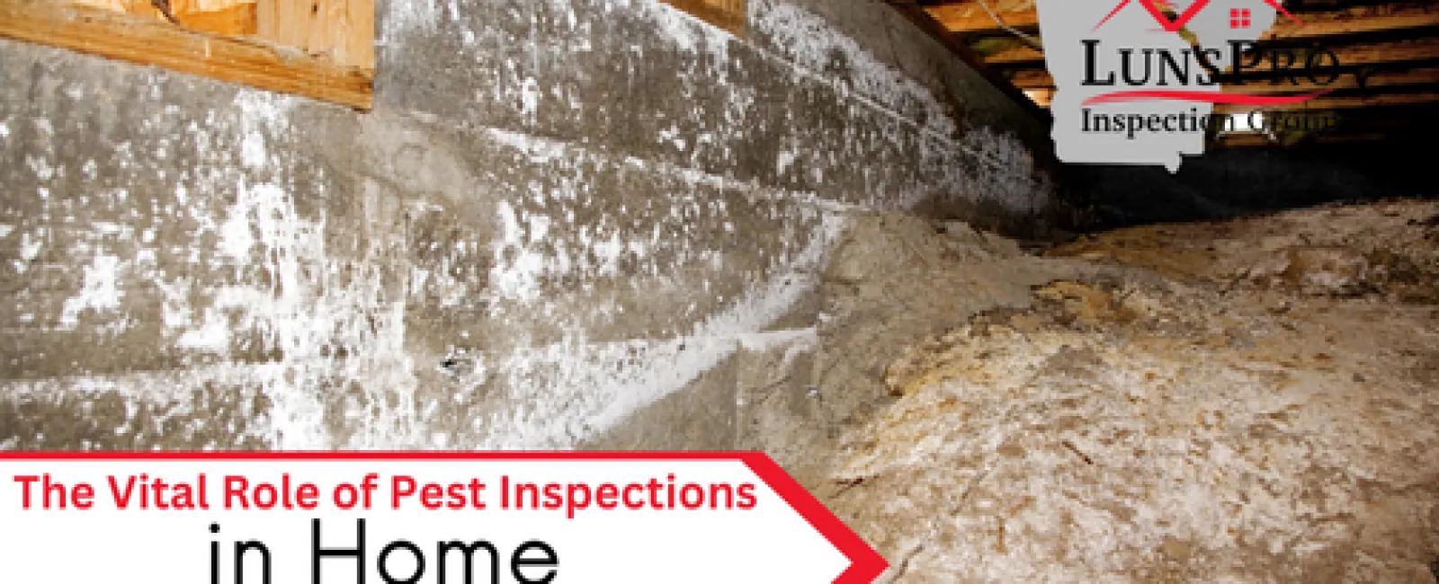 The Vital Role of Pest Inspections in Home Maintenance