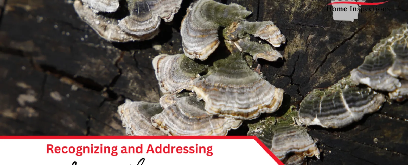 Recognizing and Addressing Fungal Growth in Your Home