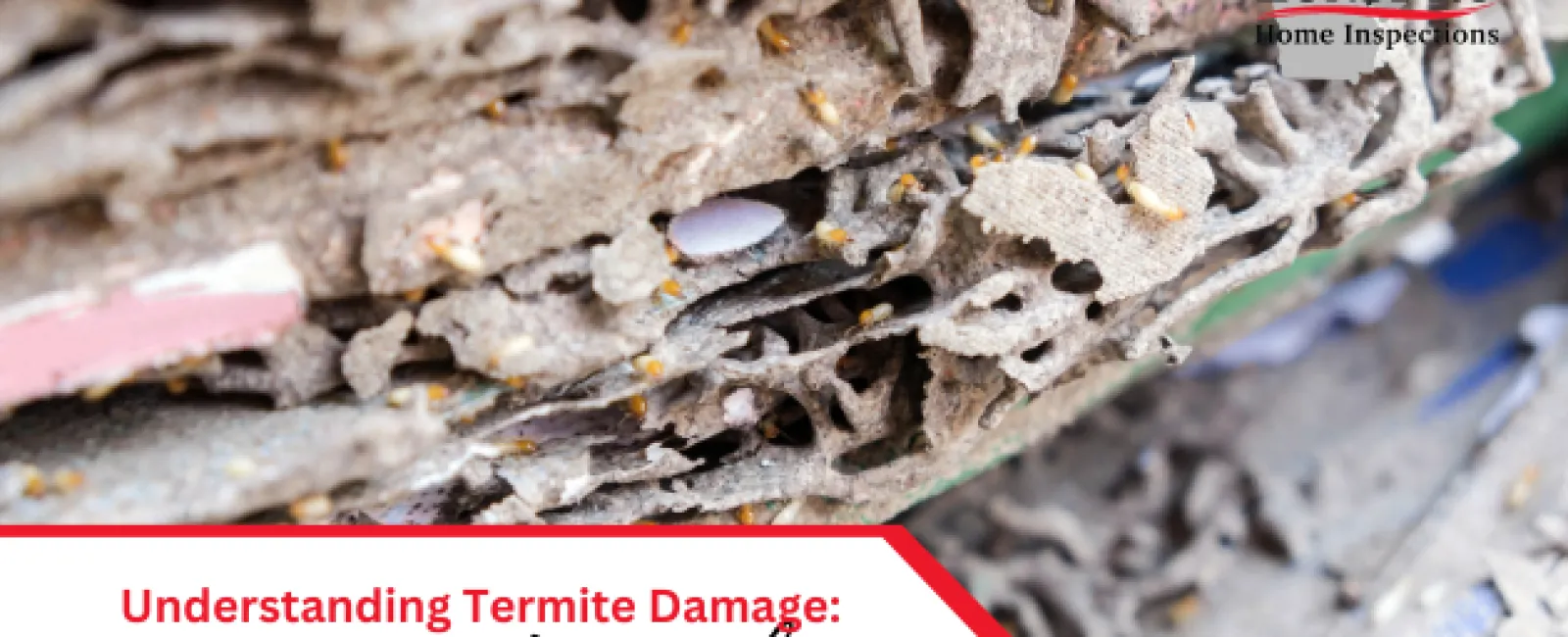 Understanding Termite Damage: A Critical Insight