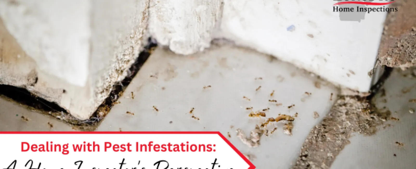 Dealing with Pest Infestations: A Home Inspector's Perspective