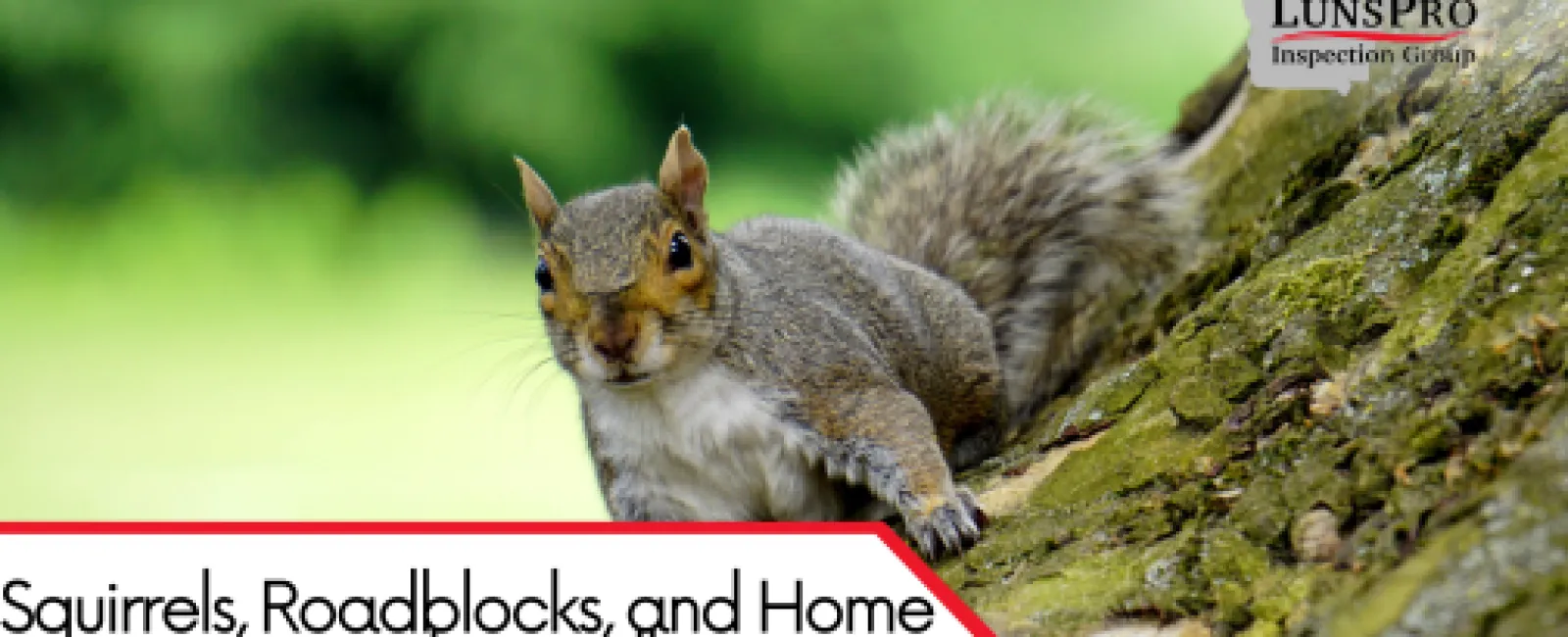 Squirrels, Roadblocks, and Home Inspections: Why Small Surprises Matter in Homeownership