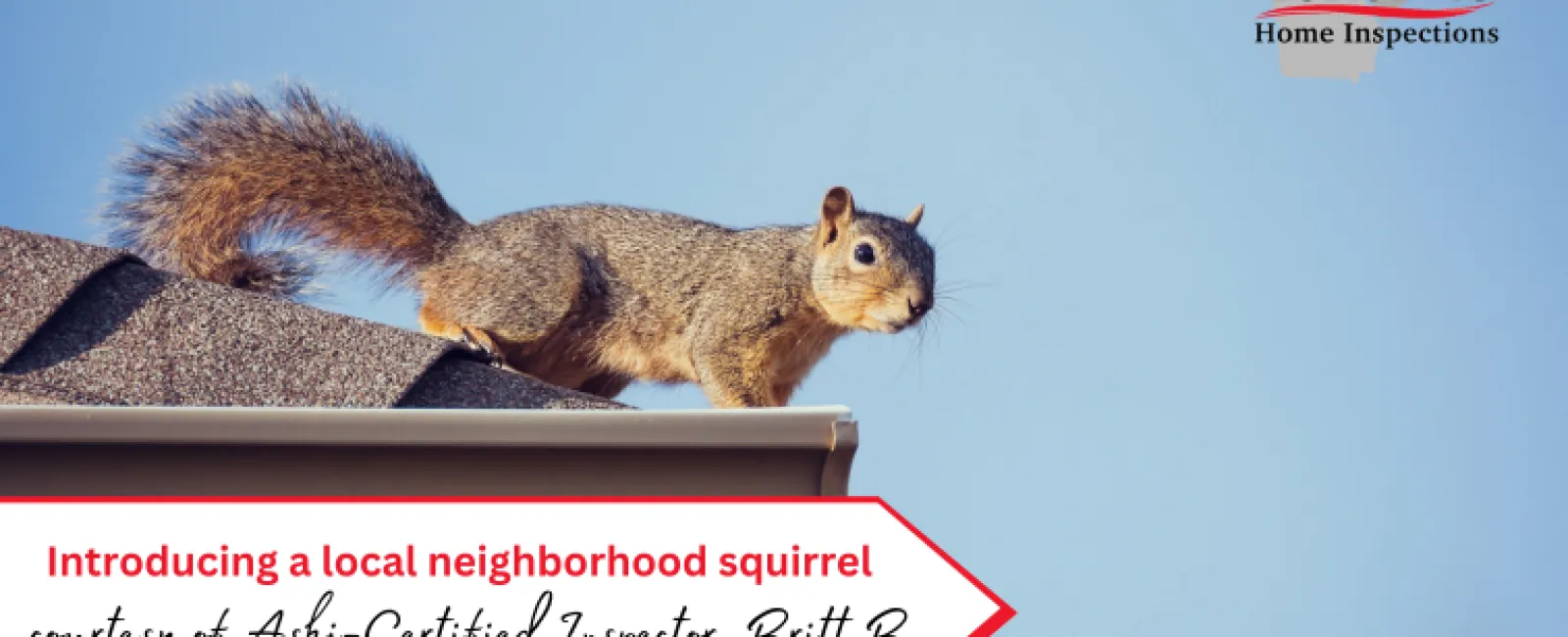 Introducing a local neighborhood squirrel courtesy of Ashi-Certified Inspector