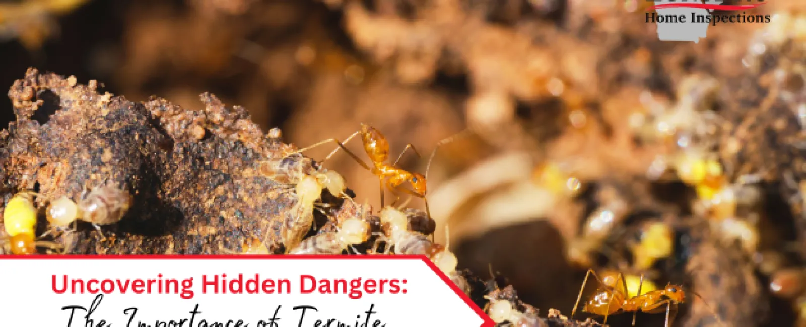 Uncovering Hidden Dangers: The Importance of Termite Inspections in Home Maintenance