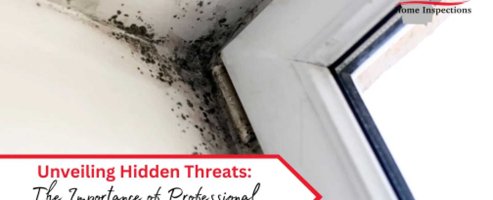 Unveiling Hidden Threats The Importance of Professional Mold Inspections