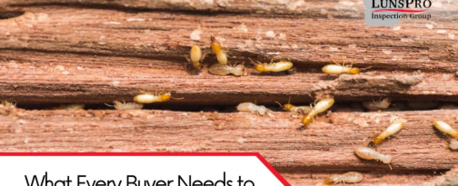 What Every Buyer Needs to Know About Termite Damage