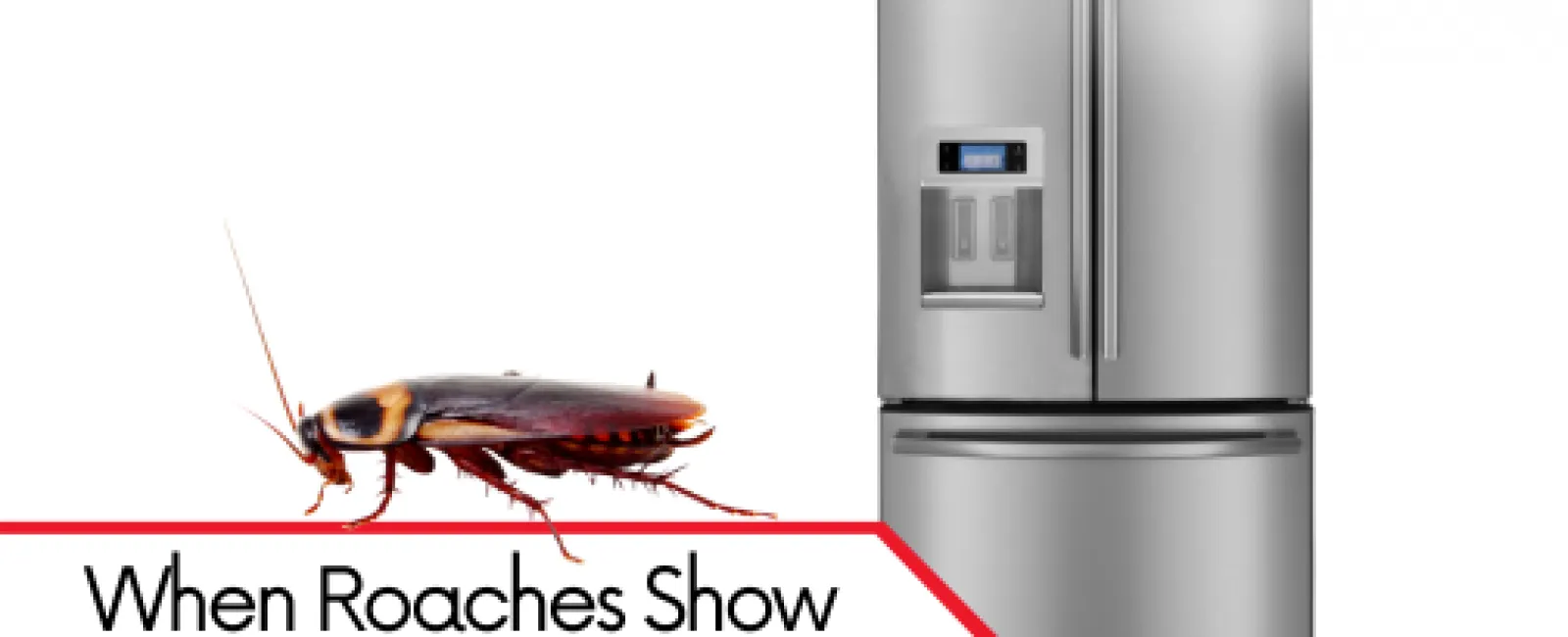 Close-up of a large cockroach next to a modern stainless steel freezer with text about roaches in the freezer.