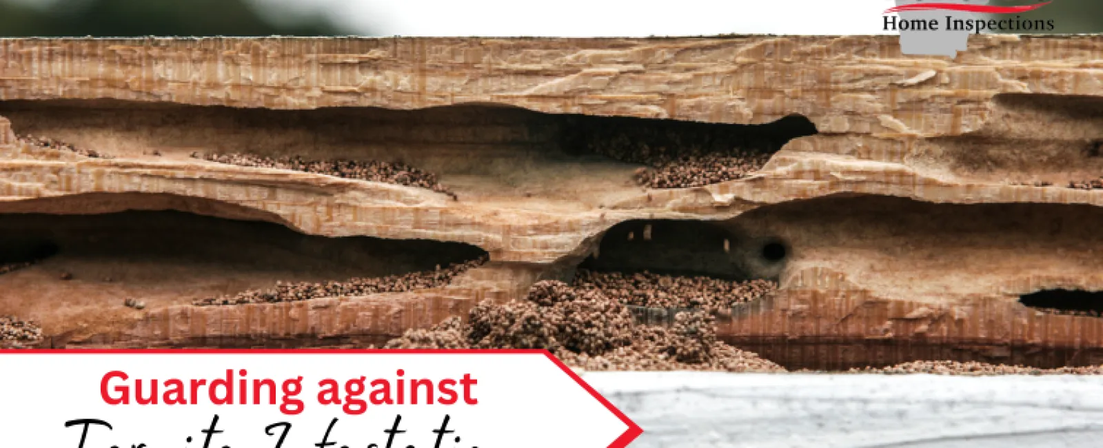 Guarding Against Termite Infestation