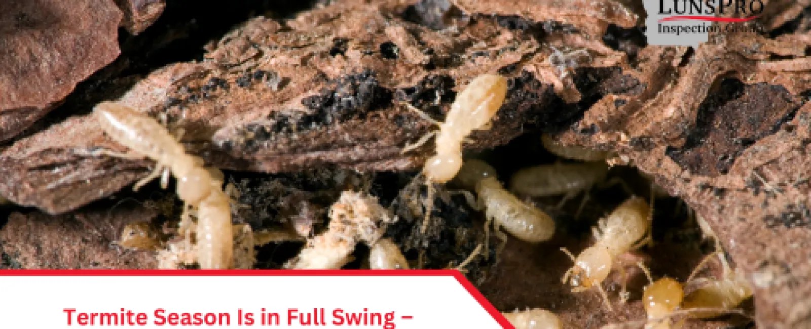 Termite Season Is in Full Swing – How to Protect Your Home