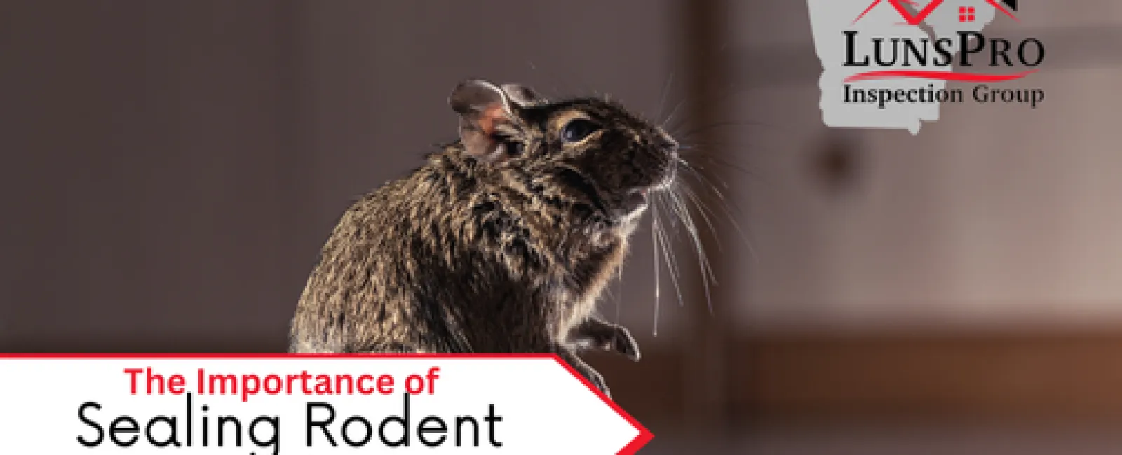 The Importance of Sealing Rodent Entry Points