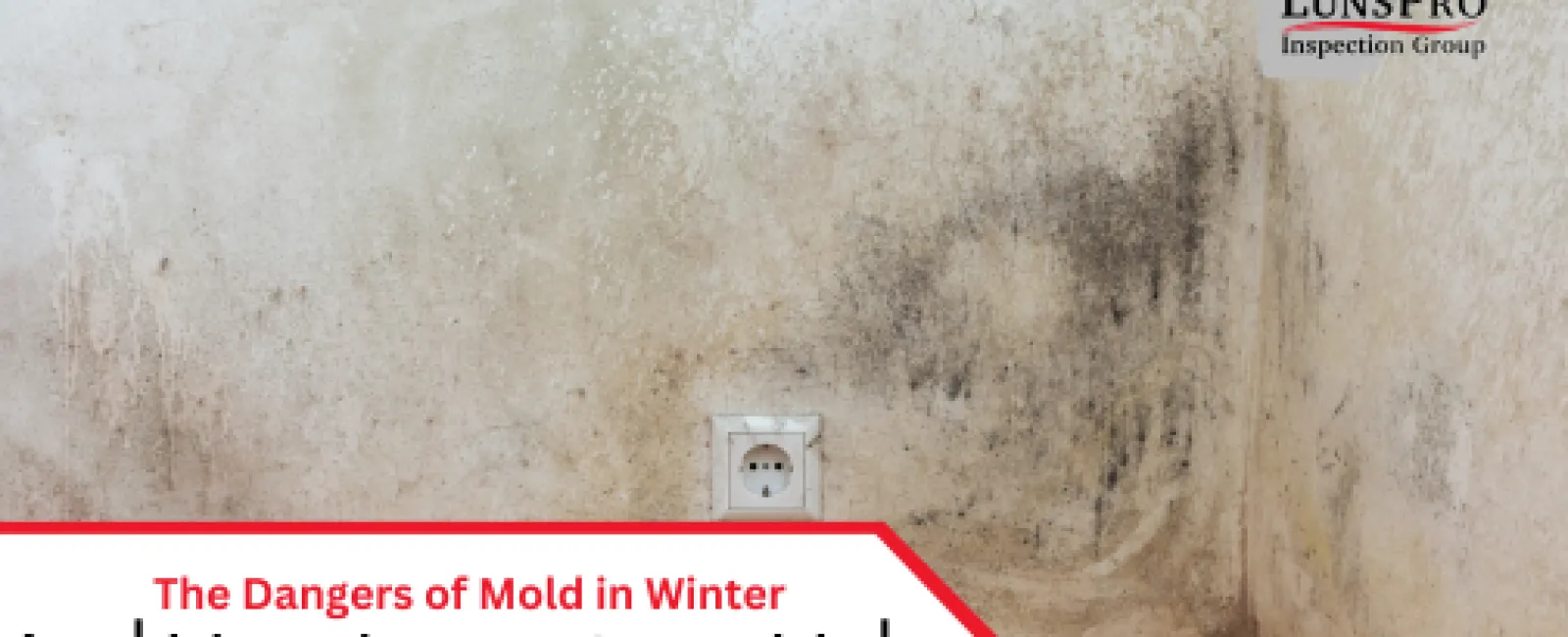 The Dangers of Mold in Winter & How Inspections
