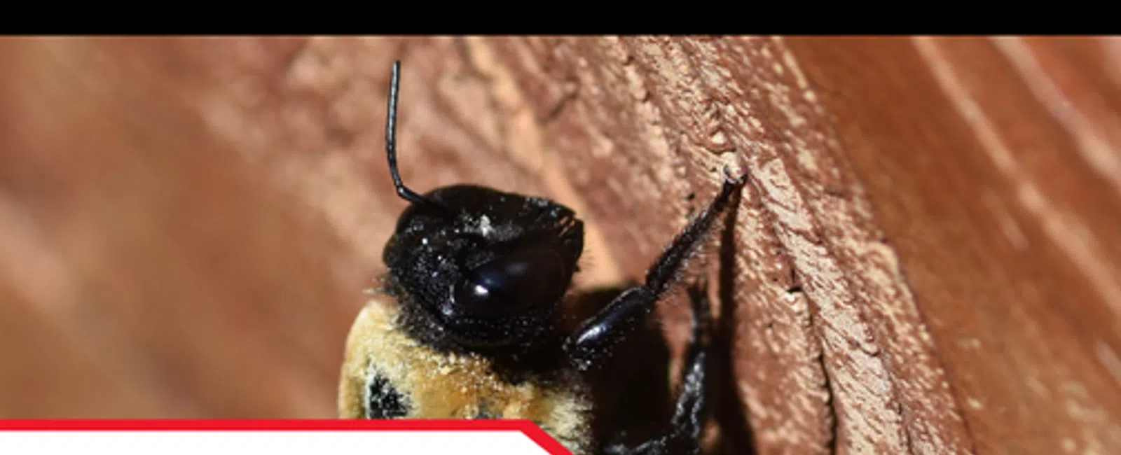 Carpenter Bees: Signs Homeowners Should Know
