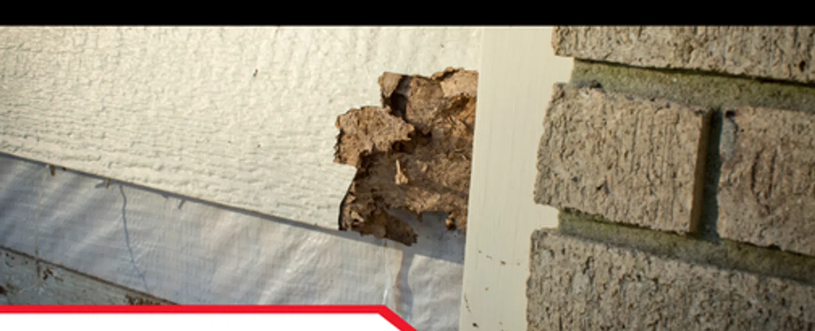 How Inspectors Identify Termite Damage in the Southeast